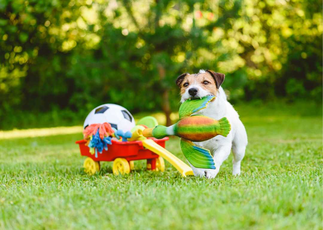 Verbal communication works for dogs, but visual is better